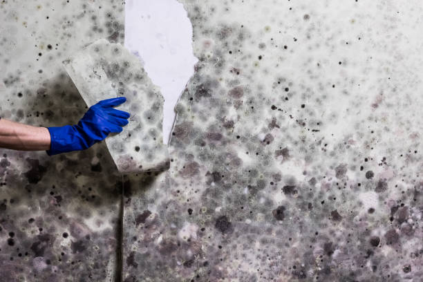 Best Mold Testing  in Ensley, FL