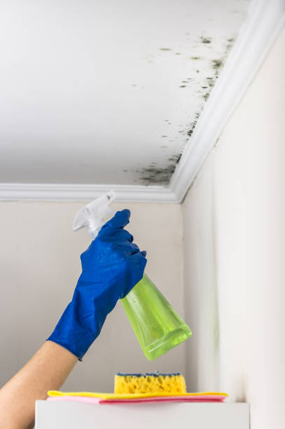 Best Same-Day Mold Removal  in Ensley, FL